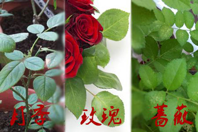 如何区分玫瑰,蔷薇和月季?