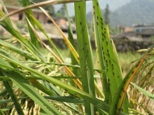 水稻上的褐飞虱