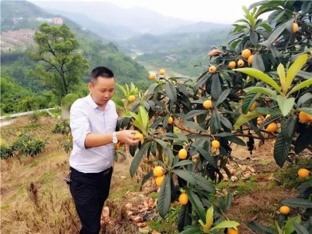 丰都的枇杷熟了!三合街道这个地方有400亩枇杷可摘,快约起!