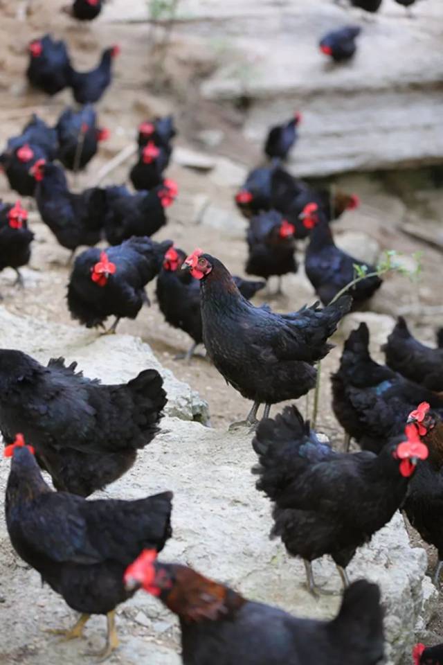 亿适家|湘佳·石门土鸡——土生土长土鸡肉,原汁原味原生态