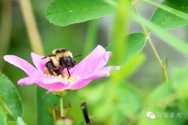 蜂蜜中的爱马仕 | 加拿大温德尔顶级白蜜