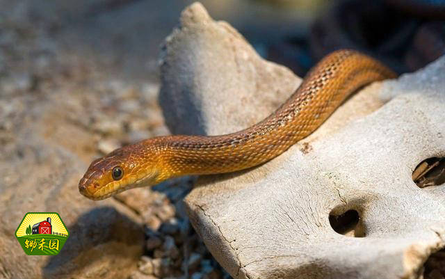 农村老人管蛇叫"守家仙",简单的农村俗语里蕴含着大智慧!