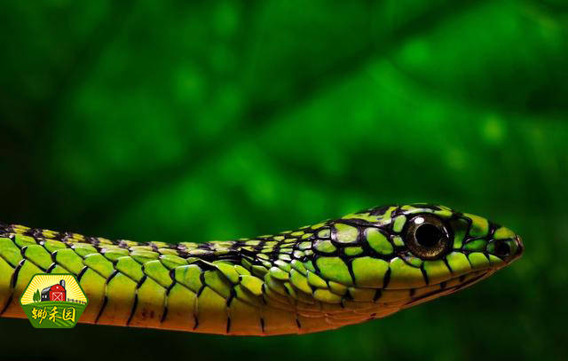 农村老人管蛇叫"守家仙",简单的农村俗语里蕴含着大智慧!