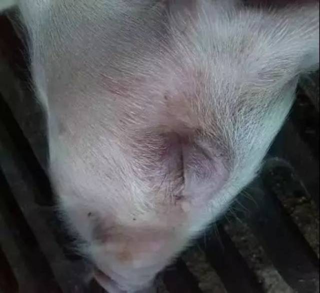 (4)阴囊出血是公猪最常见的症状.