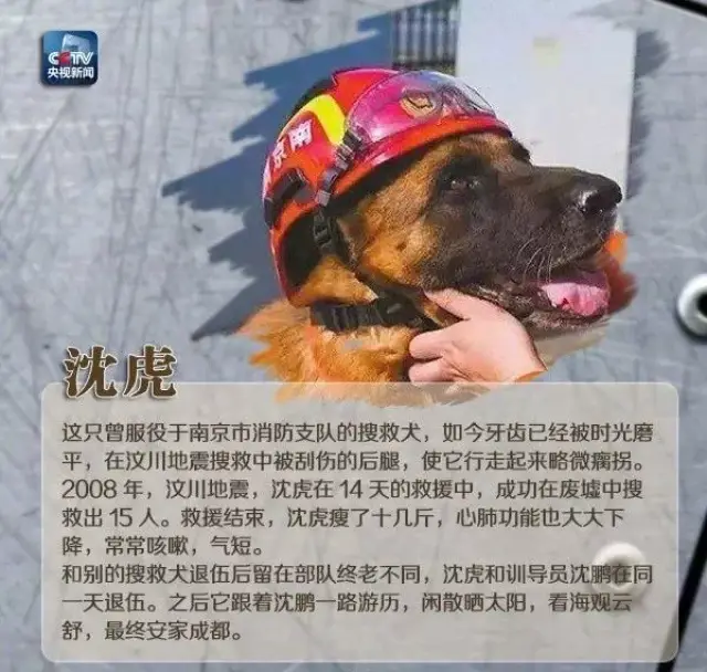 地震搜救犬全部处死的简单介绍