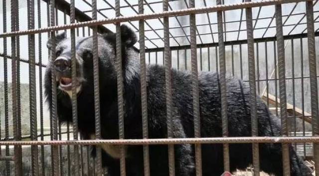 5月9日,这头身高近1米,体重200公斤的黑熊被移交给云南省野生动物收容