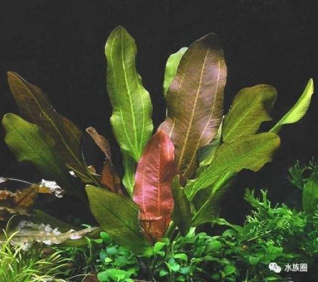 水草资料 |15种皇冠草,草缸收了它.