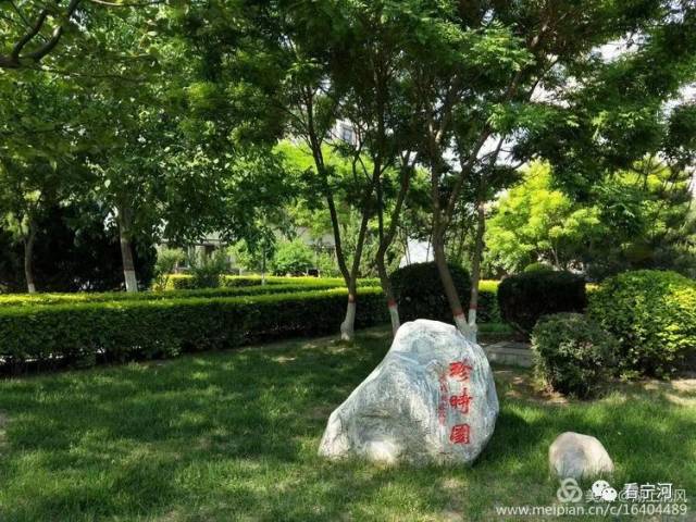 宁河芦台一中初夏灿烂如花