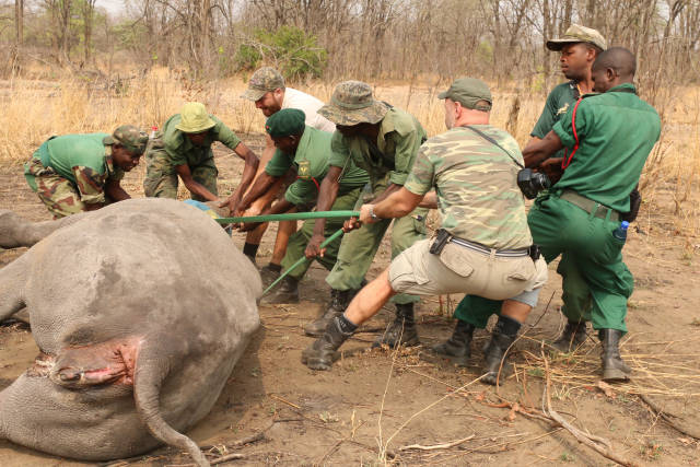 100年前,犀牛几乎被捕杀到灭绝