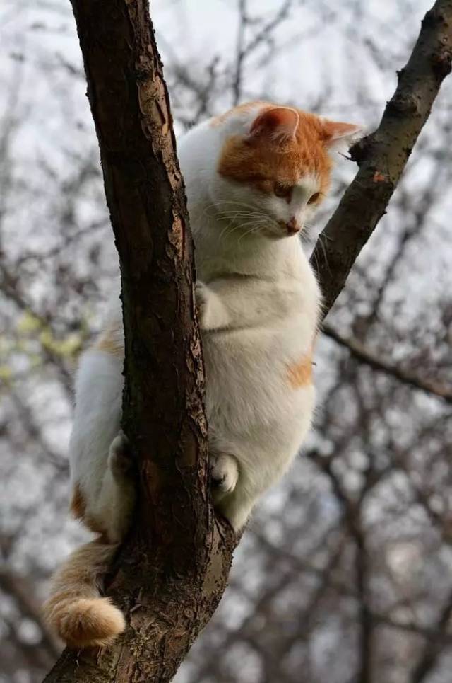 猫爬树图片,简笔画,卡通图片_大山谷图库