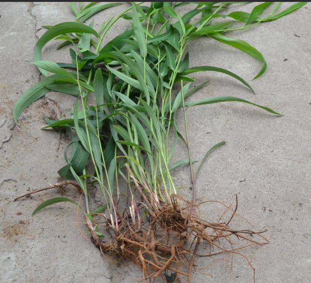 农村的这几种野生药材,你都认识吗?快来看看它们的作用_手机搜狐网