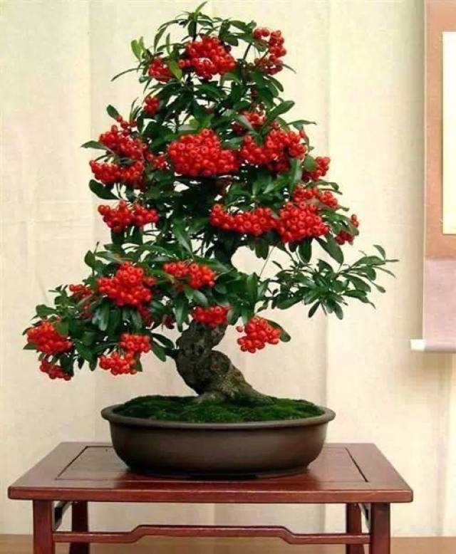 火棘盆景怎么养红色的果子真好看红红火火