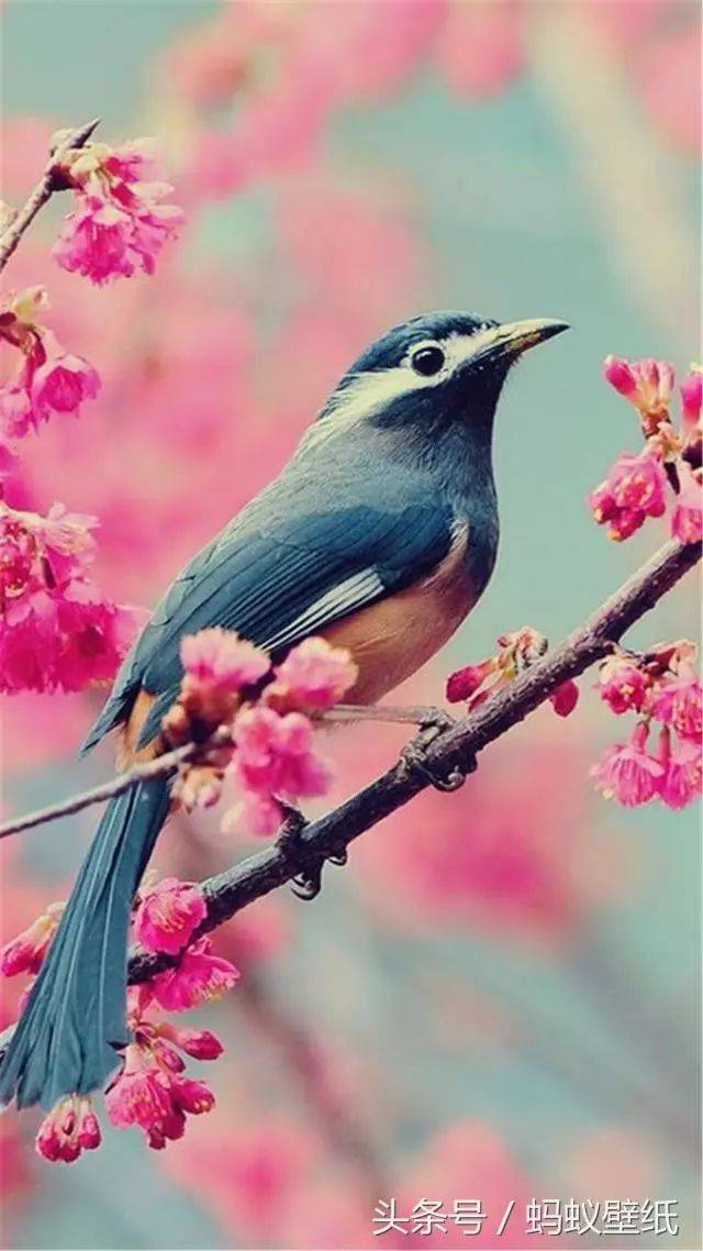 免费手机壁纸:风景花鸟壁纸,美轮美奂!拿走不谢!