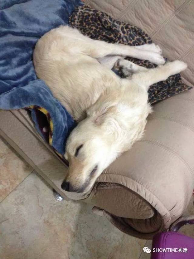 睡神驾到之这样的睡姿不火不科学!