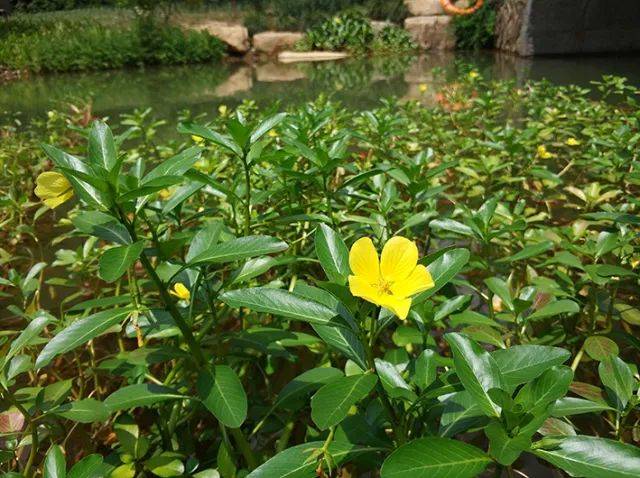 黄花水龙 ludwigia peploides