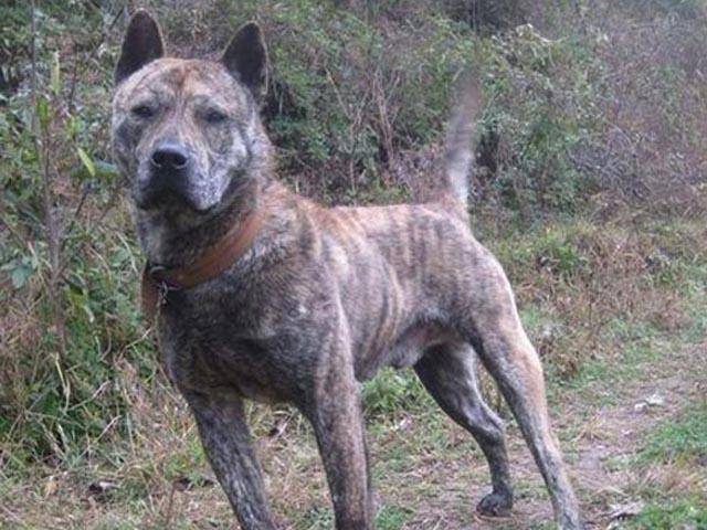 这只土狗是中国最好的猎犬世界排名第三堪称全能猎手