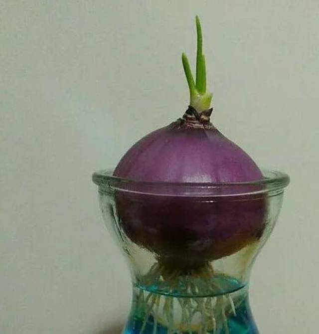 给花喝点洋葱水,花朵嘭嘭开撑爆盆,效果堪比"神仙水"!