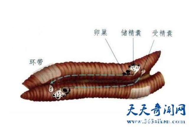 因为它们是自体交配的——这种交配方式即便是在雌雄同体的动物中也是