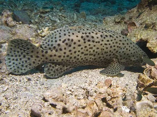 这么多种石斑鱼,你认识几种?