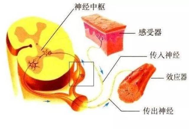 我们知道,人和动物的生理活动除受体液调节,自身调节之外.
