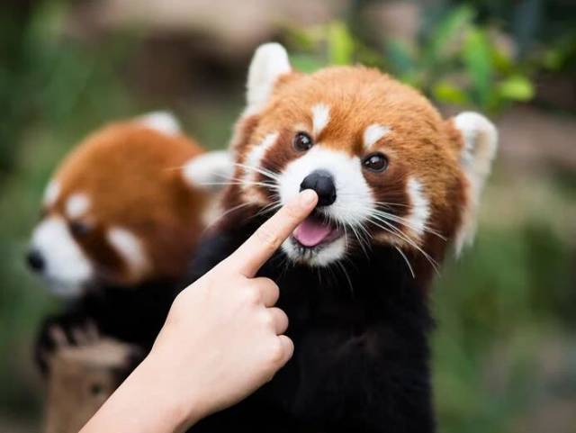 小熊猫 File:小熊猫.jpg - 维基百科，自由的百科全书