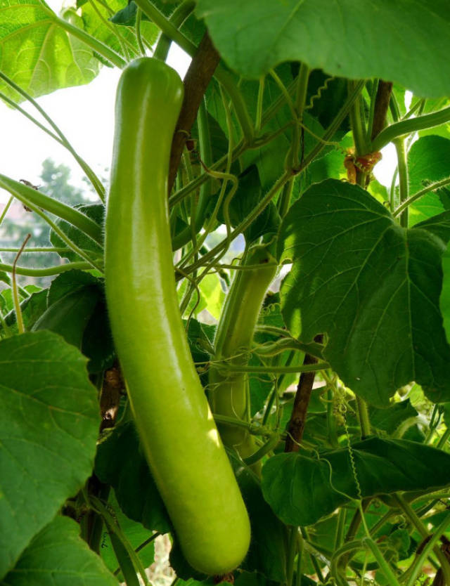 好吃又补钙,还能提高免疫力,让宝宝少生病!_手机搜狐网