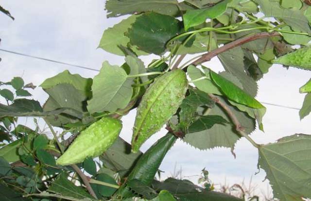 天浆壳别称萝摩荚,哈喇瓢,赖瓜瓢等,为双子叶植物药萝藦科植物萝摩的