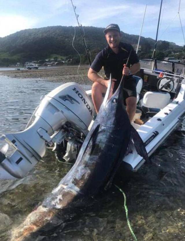 一男子在出海打渔时捕到了一条重146千克的条纹四鳍旗鱼 因太大绑船后