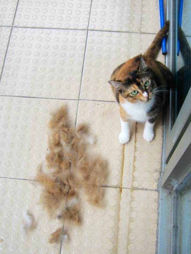 这位铲屎官却嫌她家蓝猫掉毛太少了!
