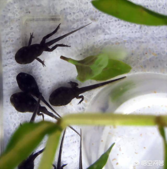 关注:三一养生 每天健康与你相见 最近,一段妈妈给孩子喂食生蝌蚪的