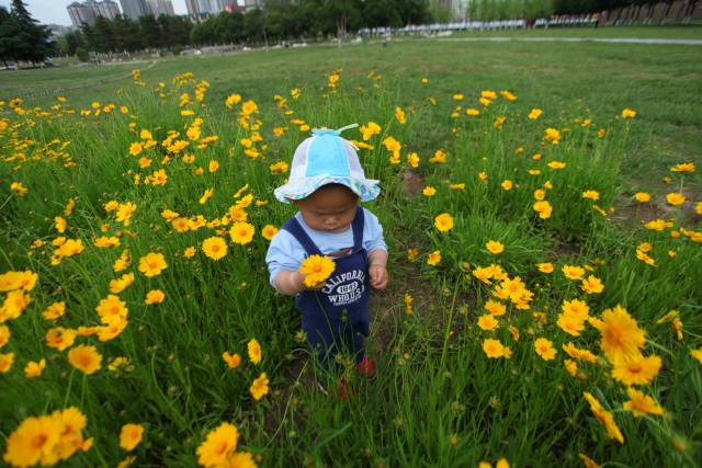 大明宫公园太阳花盛开游人陶醉争相折枝