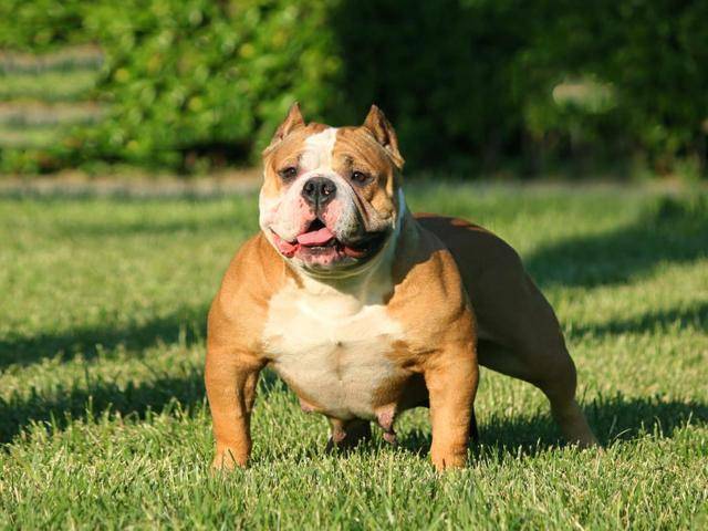 美国恶霸犬是一种中型犬,肌肉很发达,就是我们之前说的肌肉狗.