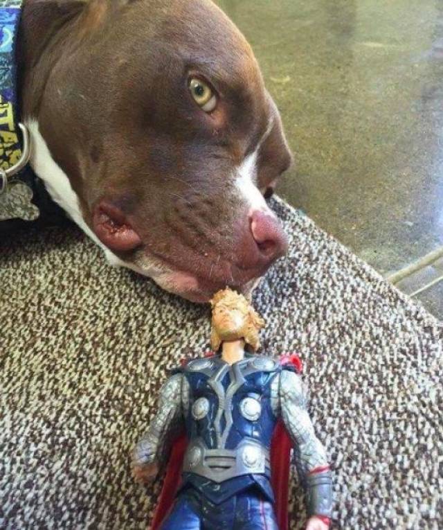 据说他的弟弟连恩汉斯沃也有一只狗狗,最喜欢咬的玩具就是雷神的男屯