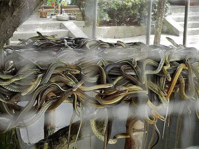 千岛湖蛇岛事件 恐怖图片