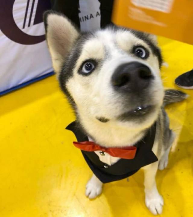 西伯利亚雪橇"二傻"又出没了,二哈:"我们家族的手艺不能丢!