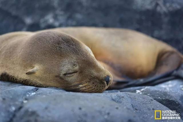 这些动物睡觉的样子萌化了我的心!