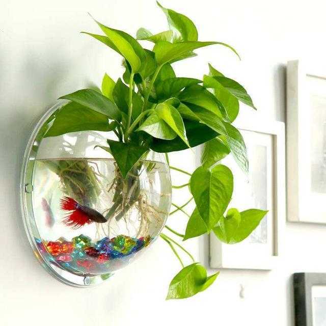 放一条金鱼, 立马见效, 让绿萝挤爆鱼缸