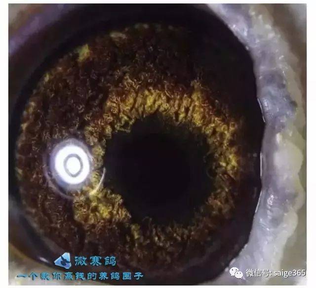 【鸽赏图】极品吴淞鸽眼,你未必都见到过!