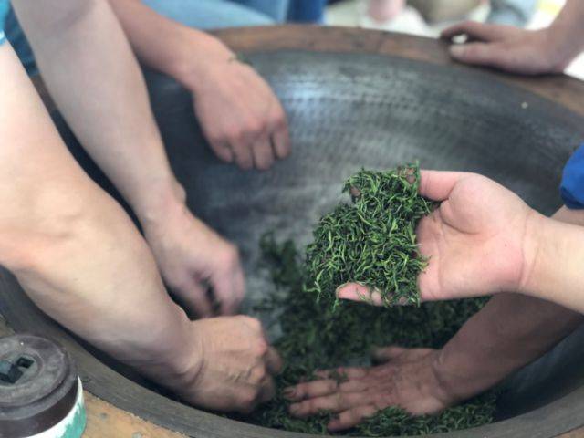 揉捻是绿茶塑造外形的一道工序,通过利用外力作用试叶片揉破变轻,卷转
