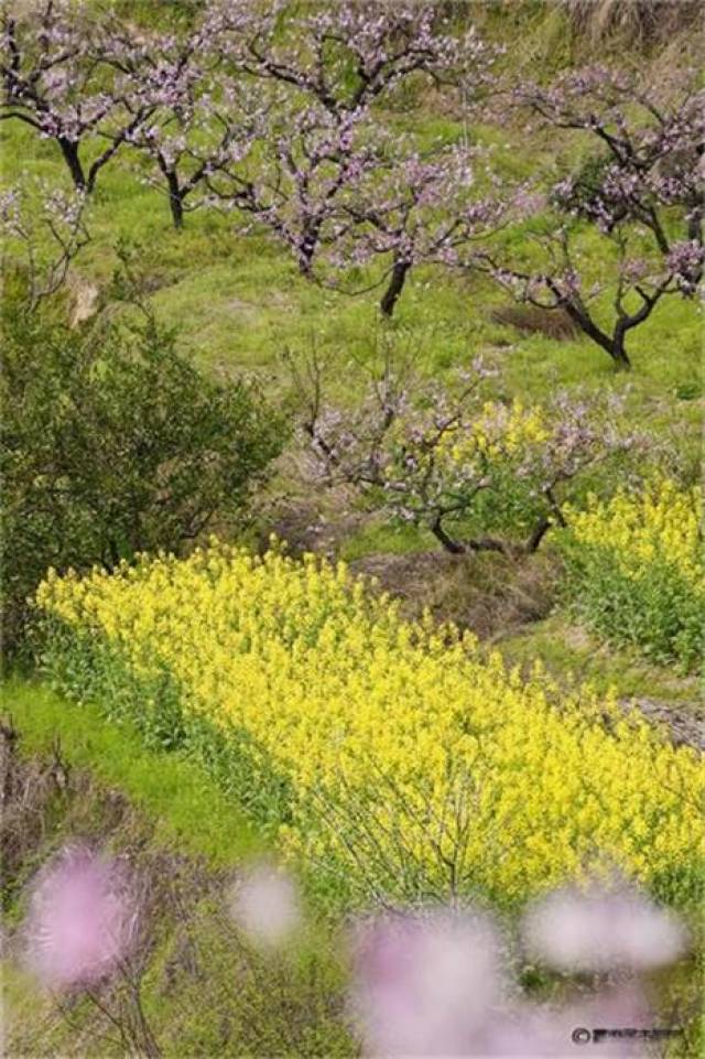 河南安阳三九严寒桃花开桃花景色惹人醉