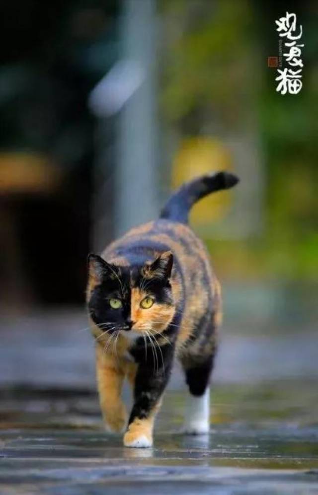 你知道相猫术与"毛病"的来历吗?