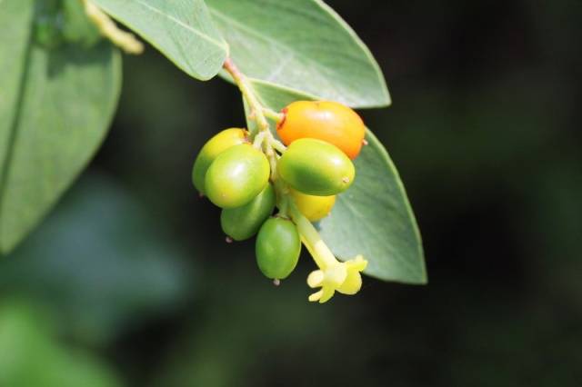 农村这野草,被宋太祖赐名"紫金鞭",狗见了就怕,却是治病良药