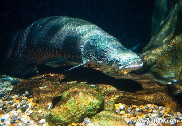 比如说在6500万年前,当时在地球上称霸的恐龙,就是在那个年代全部消失