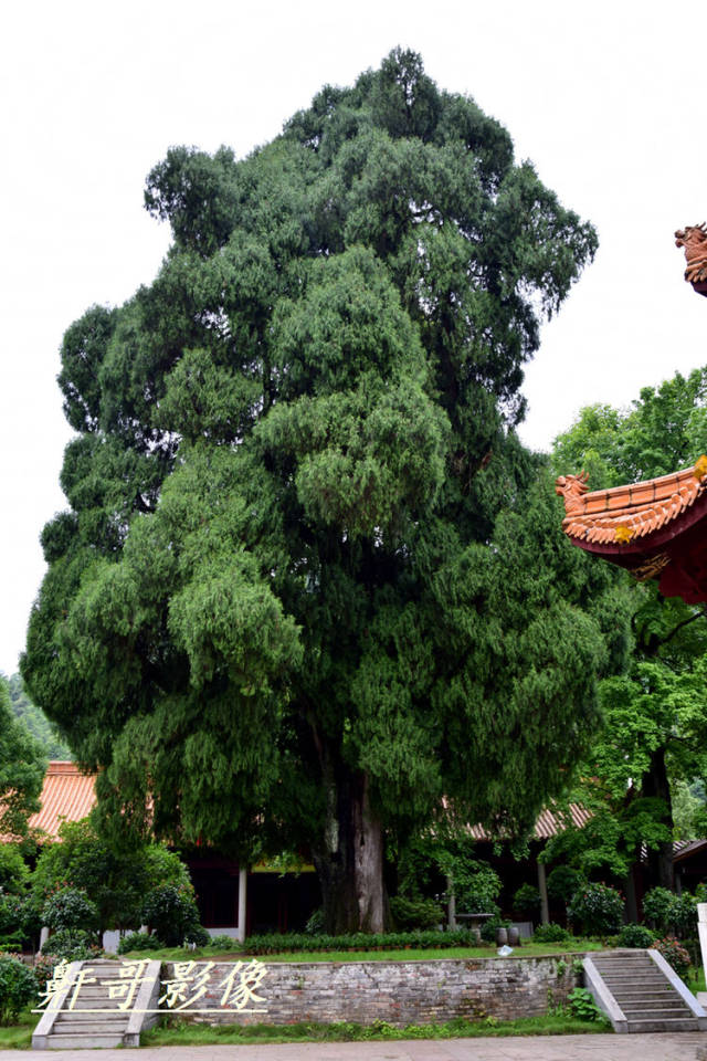还需要指明的是:炎帝,黄帝祭庙在全国屈指可数,而舜庙却多于孔庙,但舜