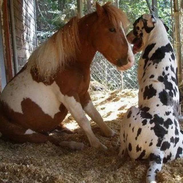 马与狗让人感动的瞬间