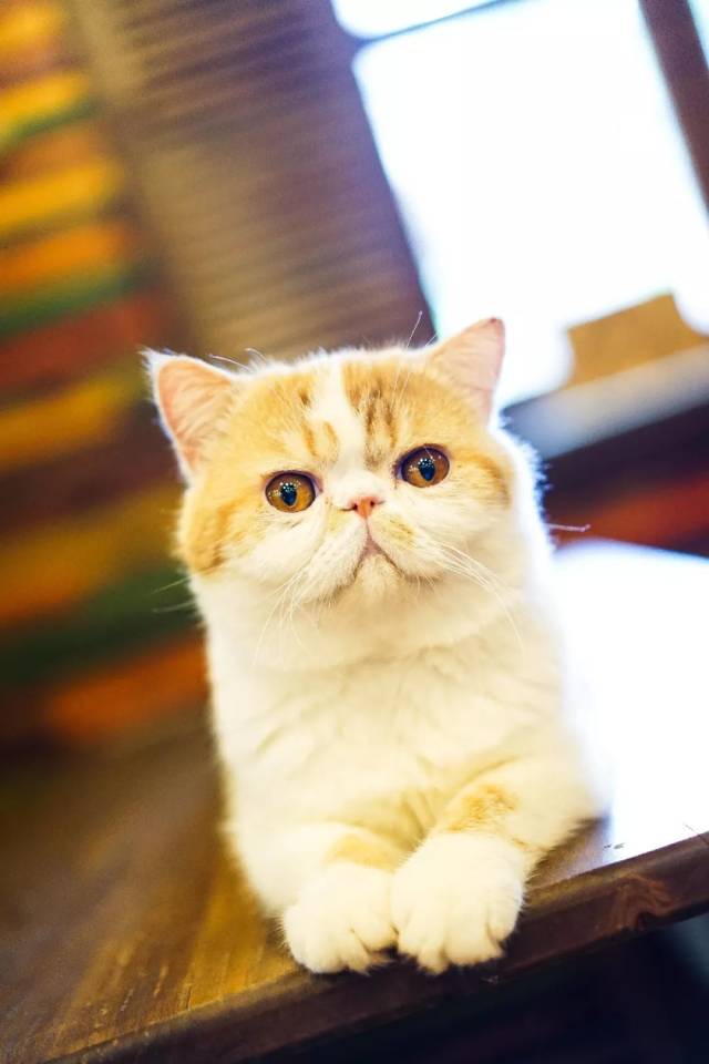 小二楼一进门就可以看到很日式的夹娃娃机 这只给我的感觉很swag,很