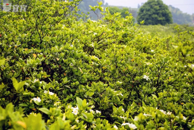 广州栀子花基地在哪里,石门镇潘山栀子花基地,广州有老桩栀子批发吗_大山谷图库