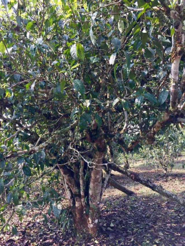 普洱阿清丨泡茶起茶沫,是農殘還是茶葉髒?