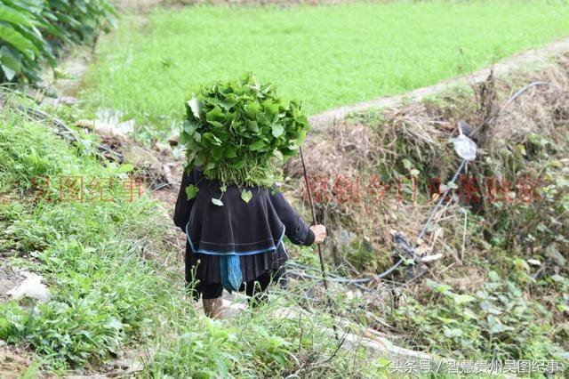 贵州:八十岁老太太一大清晨上山打猪草,步履跚跚重复一生的路