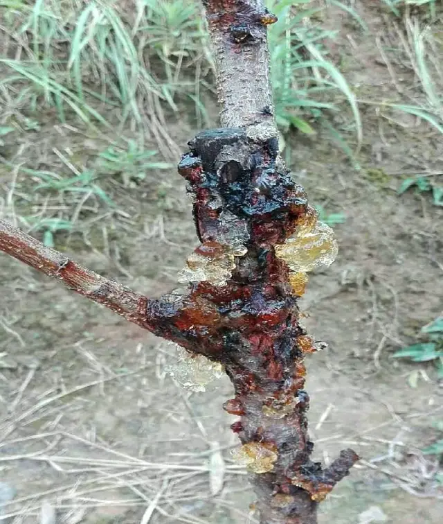 桃树流胶病的症状表现 桃树一旦出现流胶病,主要为害主干和主枝,小